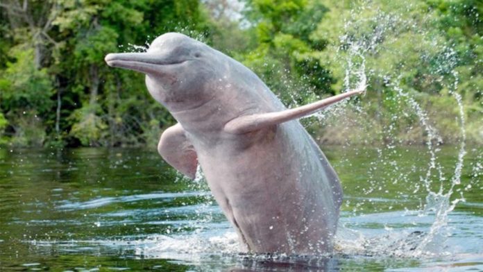 Ganges River Dolphin