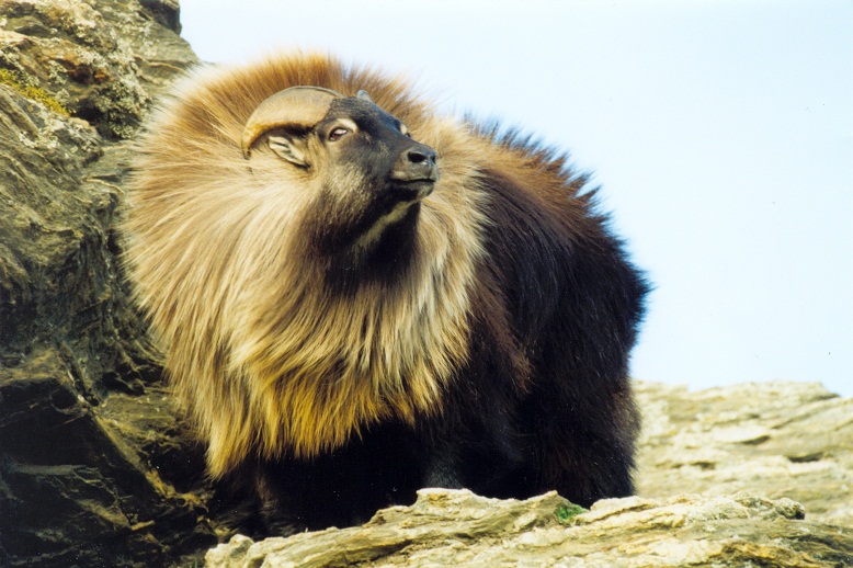 Himalayan Tahr