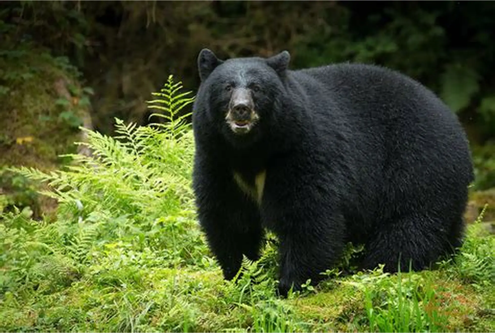 Himalayan Black Bear