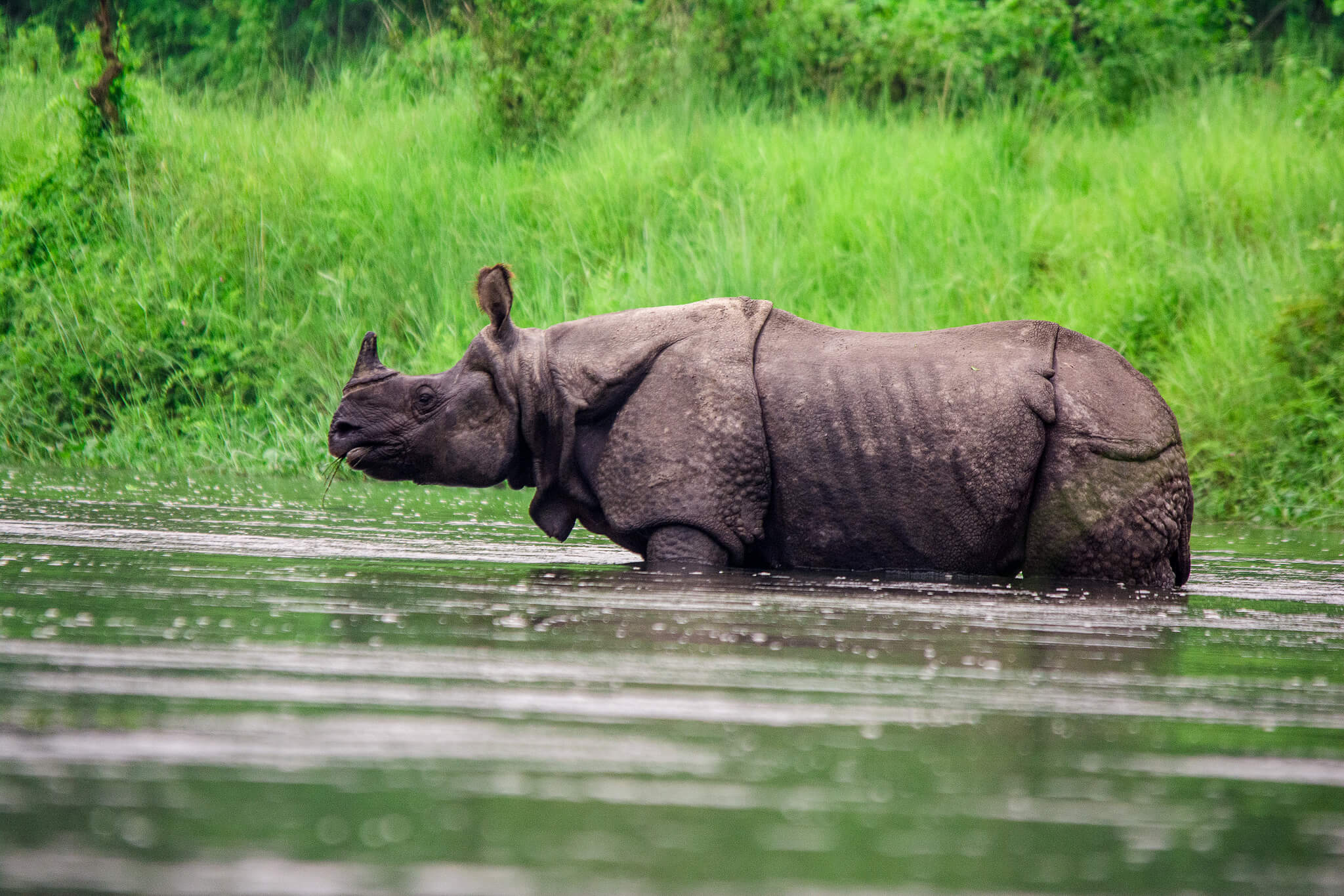 One-Horned Rhinoceros