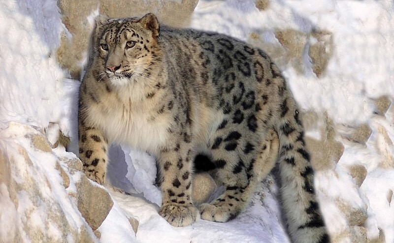 Snow Leopard