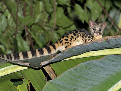 Spotted Linsang