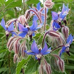 Borage family (Boraginaceae)