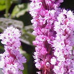Buckwheat family