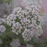 Carrot family (Umbelliferae)