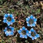 Gentian family (Gentianaceae)