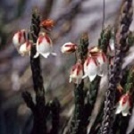 Heath family (Ericaceae