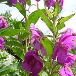 Evening Primrose family