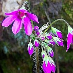 Primerose family (Primulaceae)