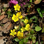 Saxifraga family