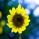 Sunflower family (Compositae)