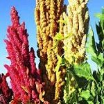 Amaranth family