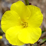Buttercup family