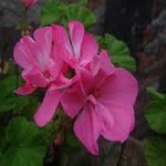 Geranium family
