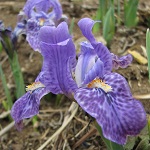 Iris family