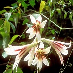 Lily family