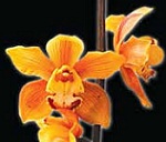 Orchid family