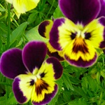 Pansy family