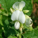 Pea family