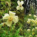 Poppy family