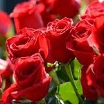 Rose family